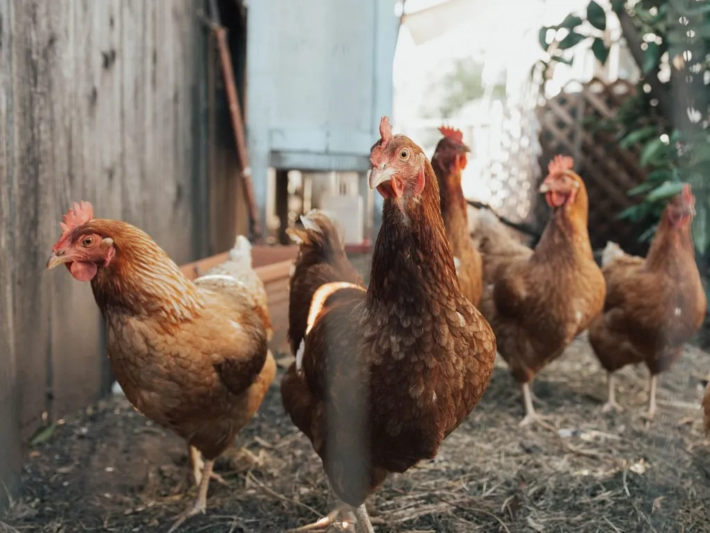 Poules rousses picorant près d'un poulailler en bois