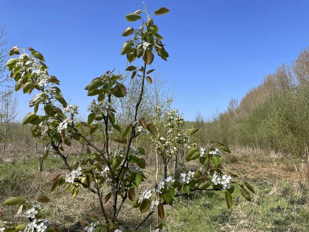 La forêt comestible de Schijndel : un modèle agricole d'avenir en Europe