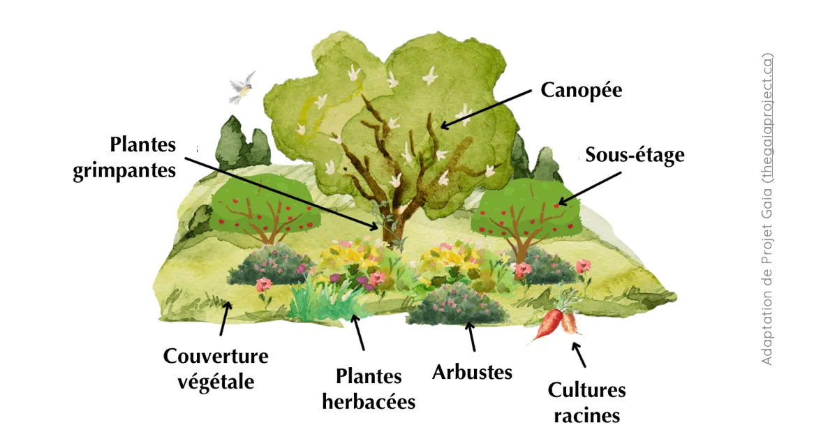Les strates d'une forêt-jardin : canopée, sous-étage, arbustes, plantes herbacées, plantes grimpantes, couverture végétale et cultures racines