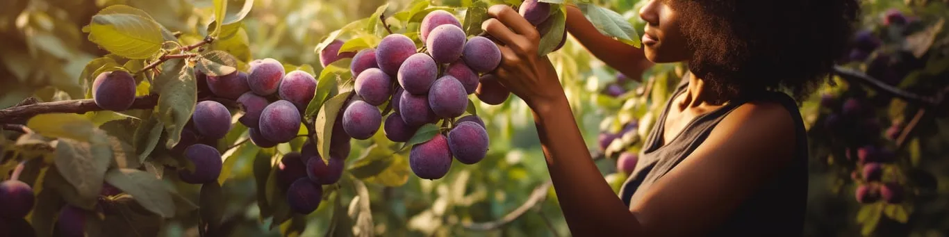 Récolte de prunes à pleine main dans un jardin-forêt baigné de lumière