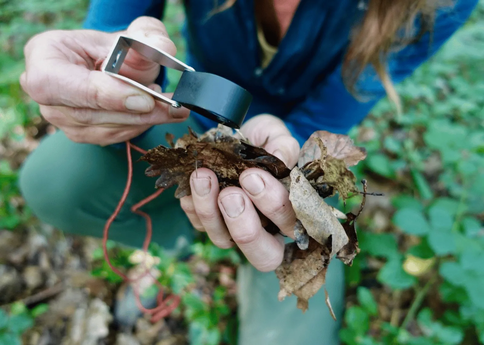 Concepteur·trice de forêts comestibles 2025 — vue 3