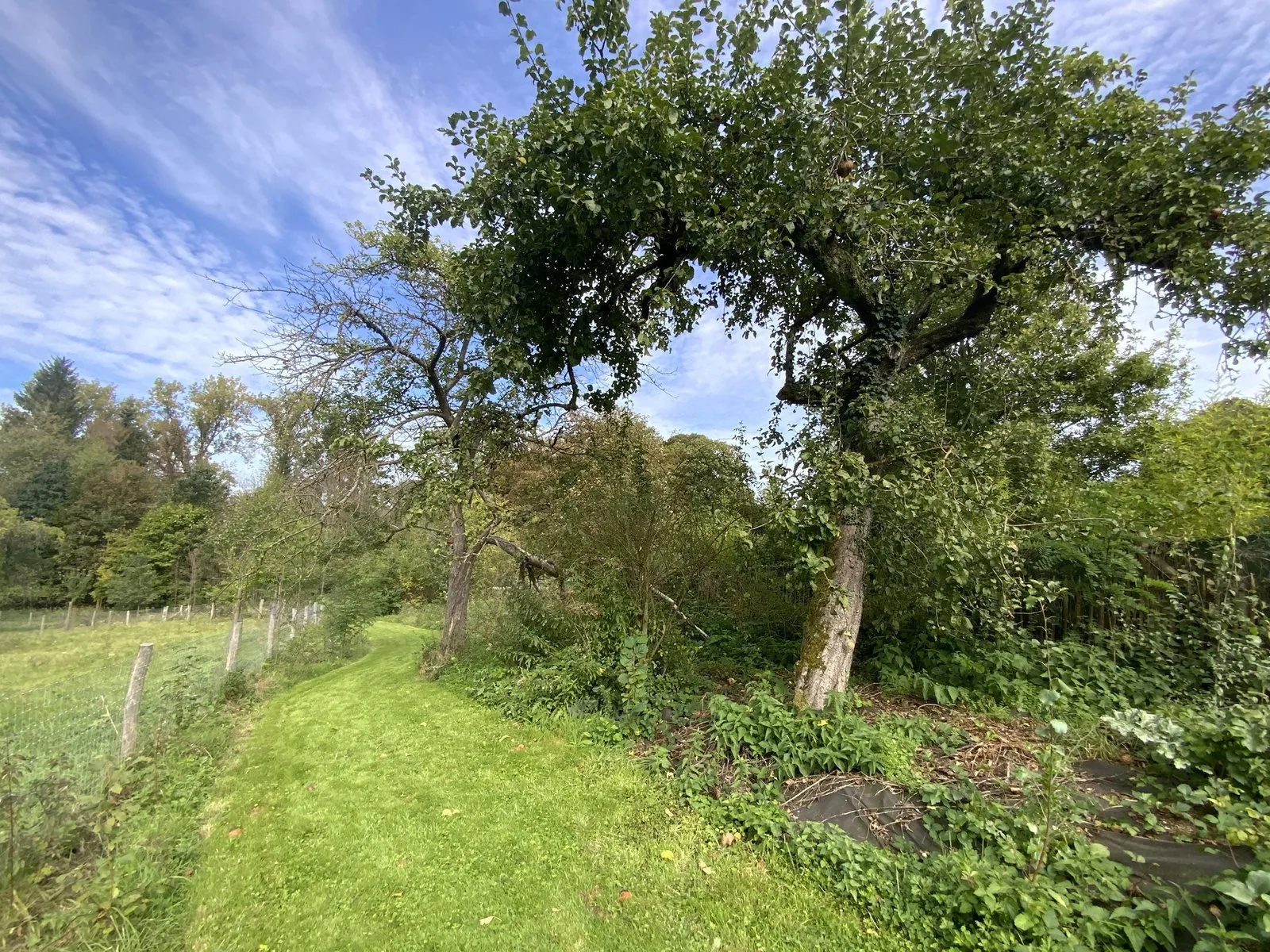 Le sentier comestible de Manu — vue 3