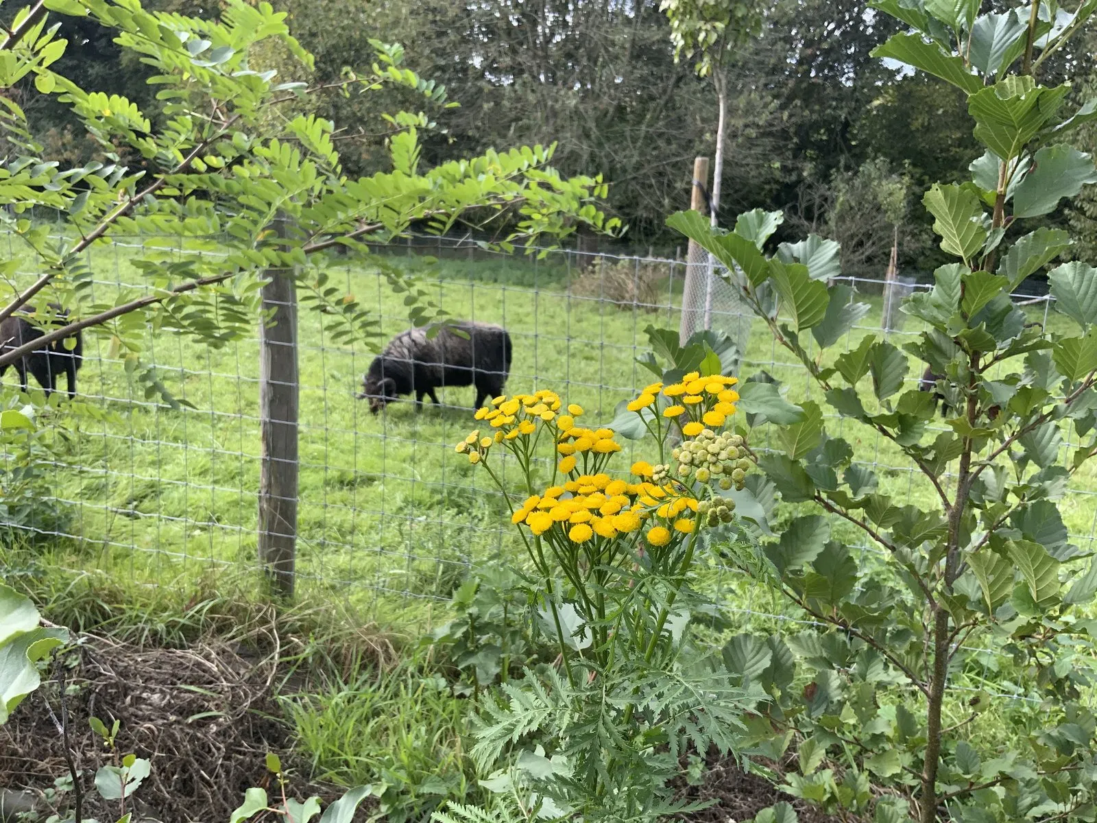 Le sentier comestible de Manu — vue 4