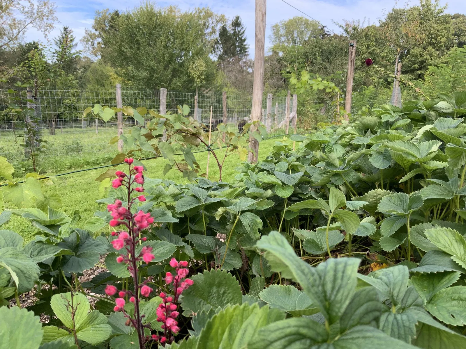 Le sentier comestible de Manu — vue 6