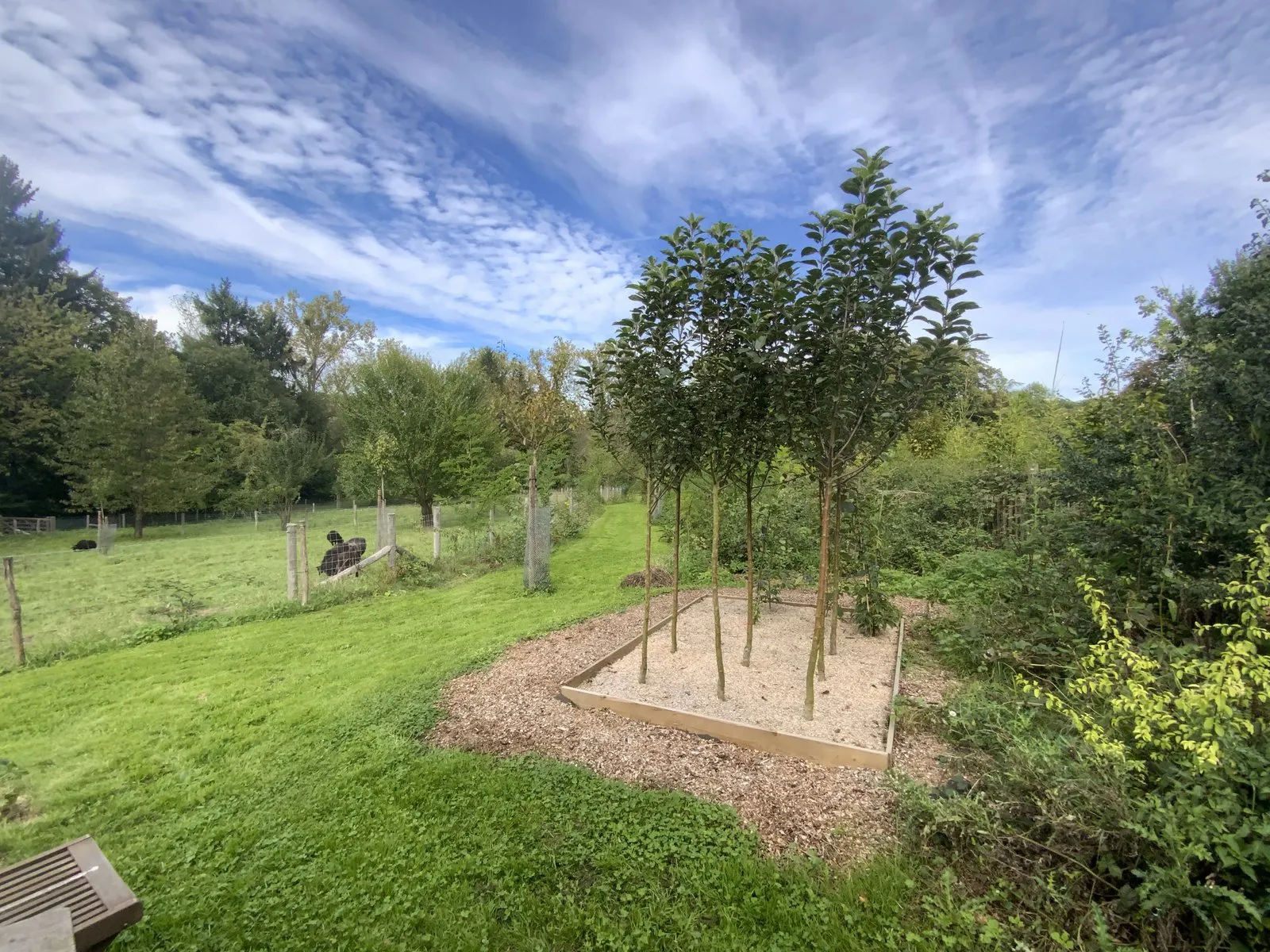Le sentier comestible de Manu — vue 8
